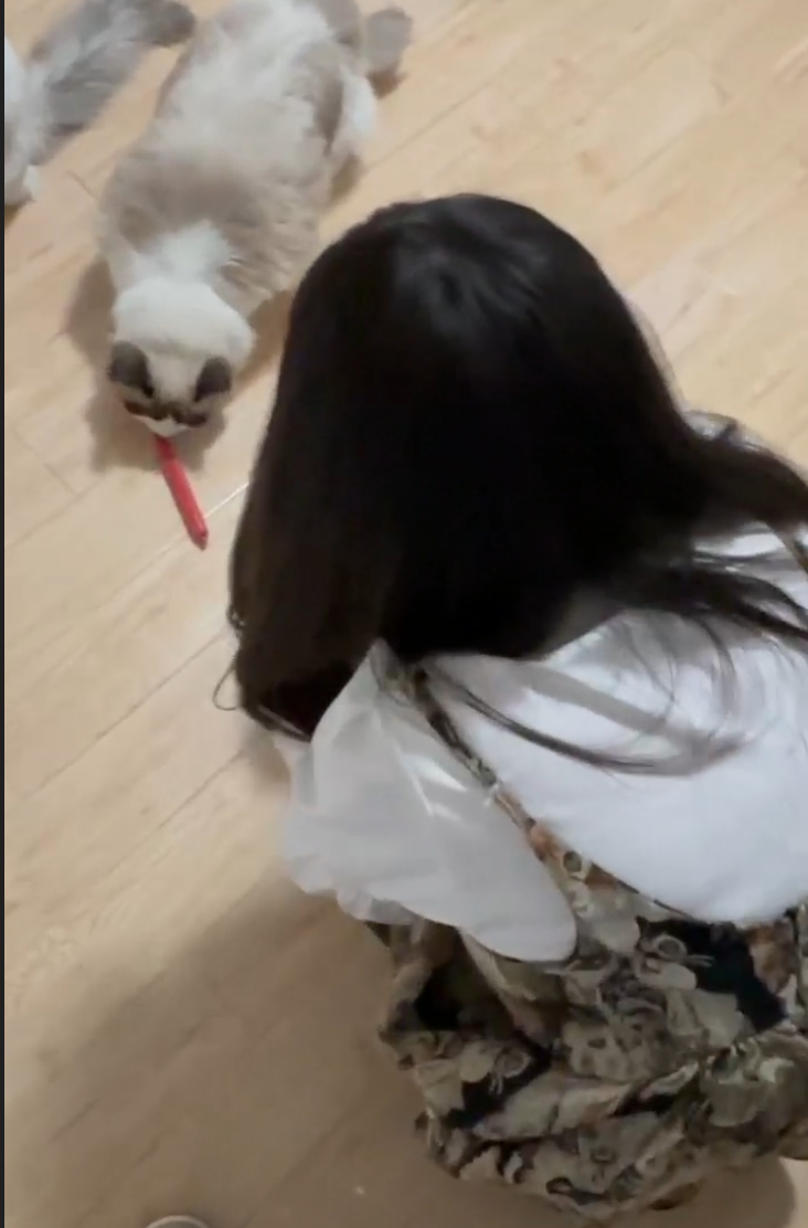 L66 【网友投稿】骗女同学来家里撸猫，撸到床上去被操了